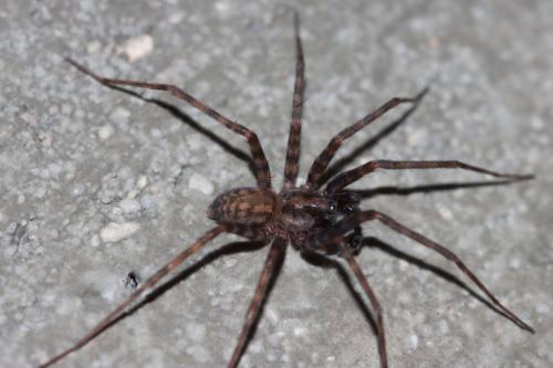 Réf. 336 561 : Tegenaria ramblae